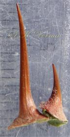   Stipular spines